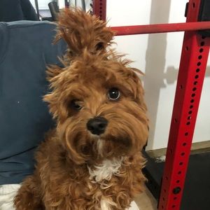 Meet your Posher, Thomas